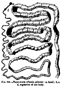 tapeworm