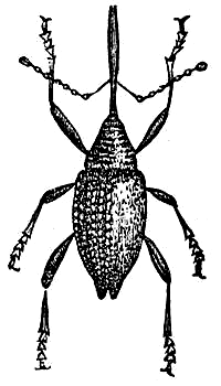 weevil